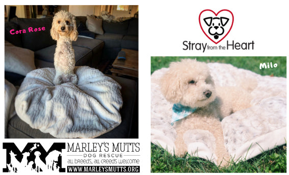 Marley's Mutts and Stray from the Heart