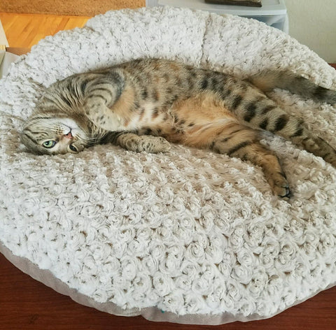 Cat Stretched Out on Canine Cloud