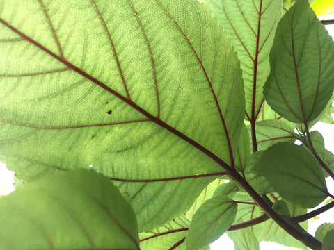 Mamaki Tea Leaves