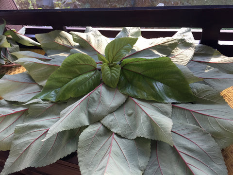 Dehydrated Mamaki Leaves