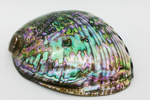 coquille d'abalone pour utilisation de la nacre en fabrication de bijoux
