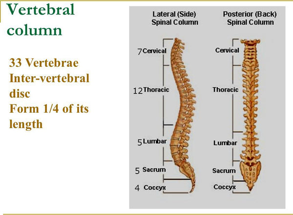 Human spine 33 vertebrae