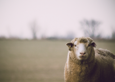 Happy sheep grazing in a field