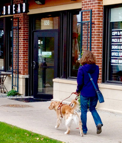 Woman with guide dog walking in urban setting - learning a new route