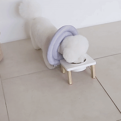 狗狗戴著 arrr 防舔咬頸圈