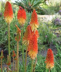 Kniphofia