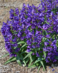 Penstemon