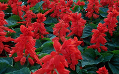 Salvia Red Hot Sally II