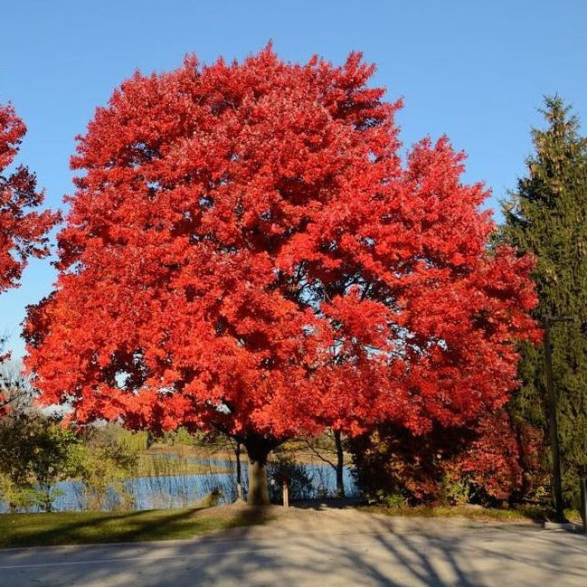 Maple 'October Glory®' – Prairie Blossom