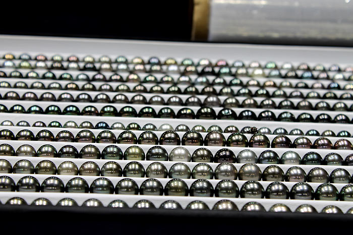 rows upon rows of Tahitian freshwater pearls