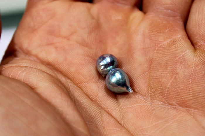 small pair of light blue Akoya pearls