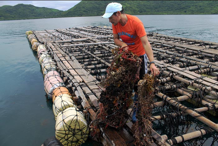 farmer checking the baby oysters