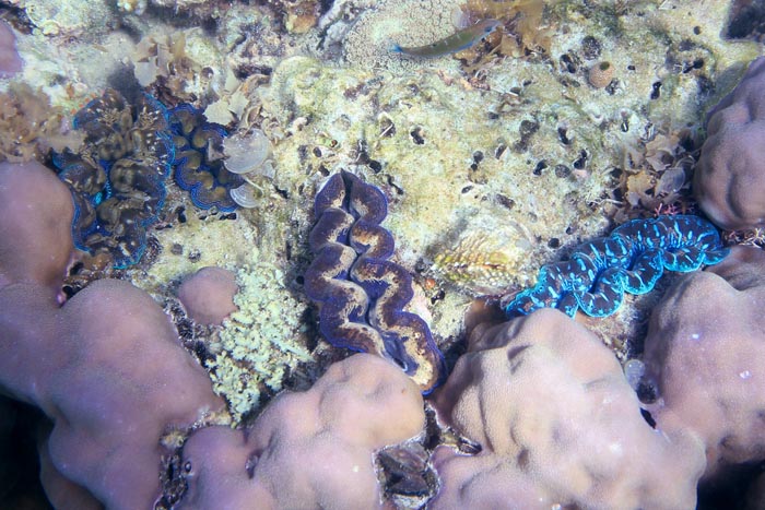 different underwater sea creatures at Flower Island