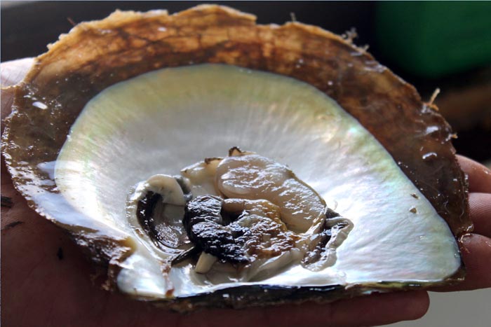a pearl oyster chosen as tissue donor