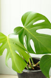 monstera