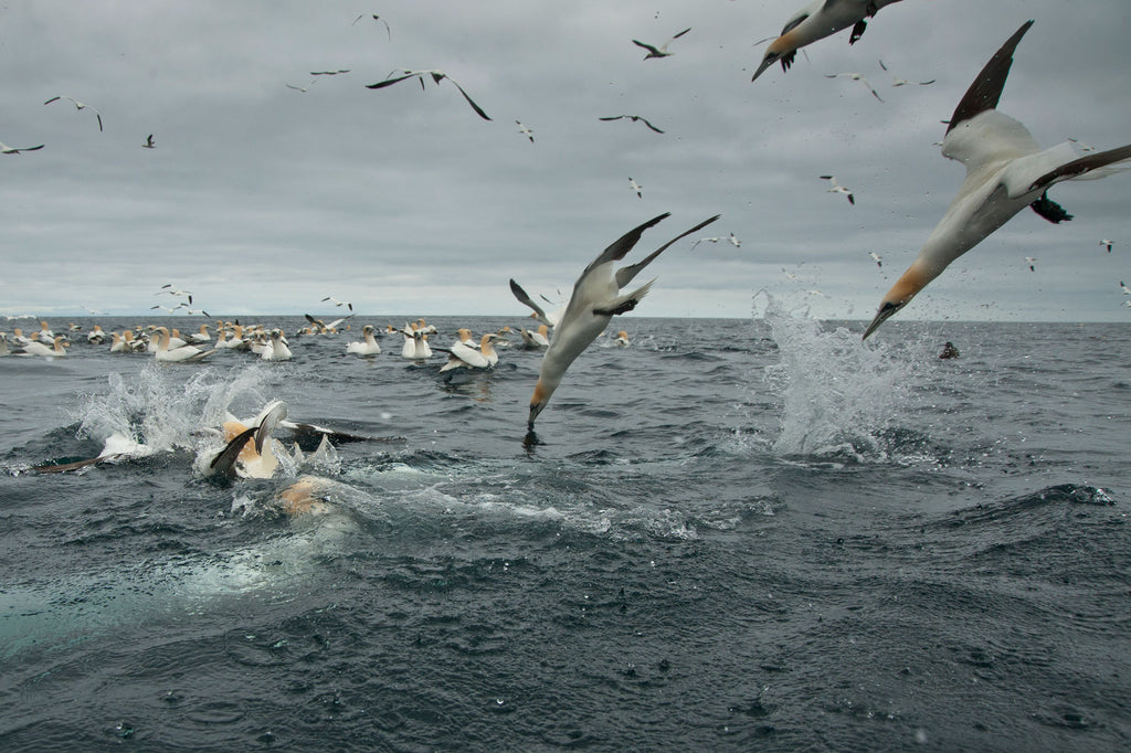 Richard Shucksmith - Gannets feeding in the Shetland Islands 