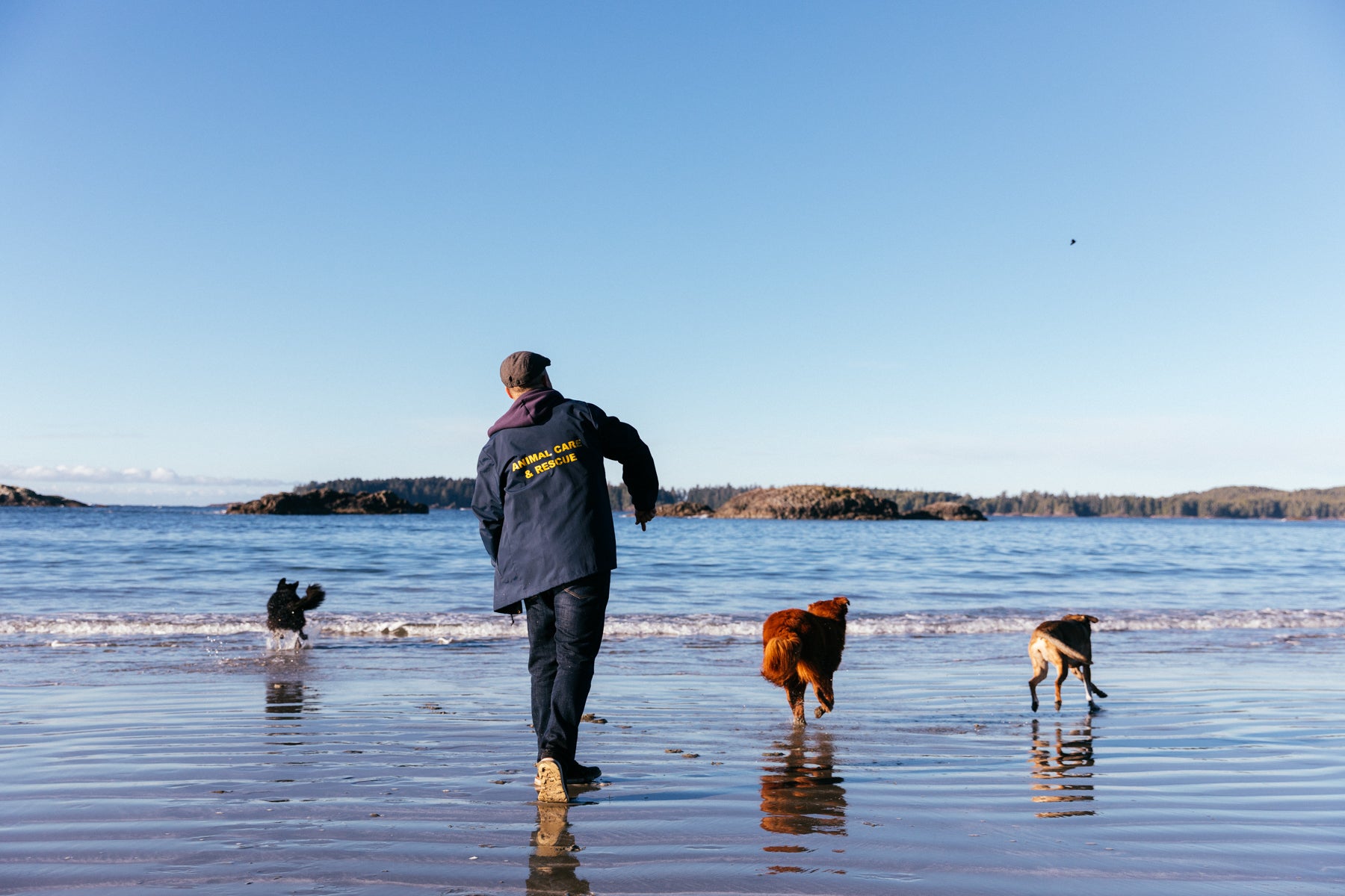 James Rodgers in a blue jacket with the wording “Animal Care & Rescue” on the back and jeans, plays fetch with three dogs on the beach. 