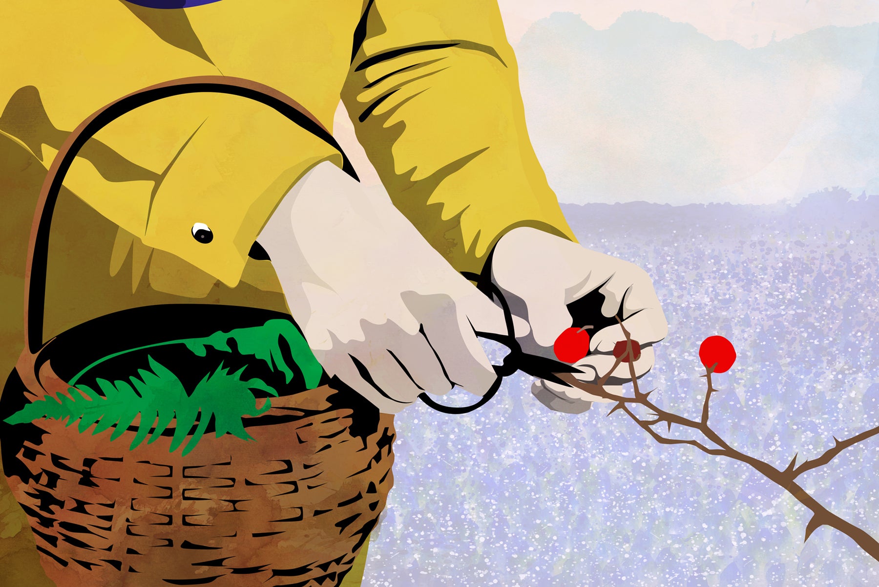 Illustration of a person's hands holding a basket and using scissors to harvest red berries.