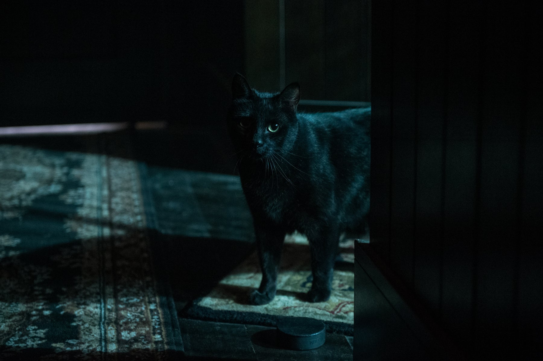 Salem the black cat and Sabrina Spellman’s familiar stands in a dark room in a scene from Chilling Adventures of Sabrina.