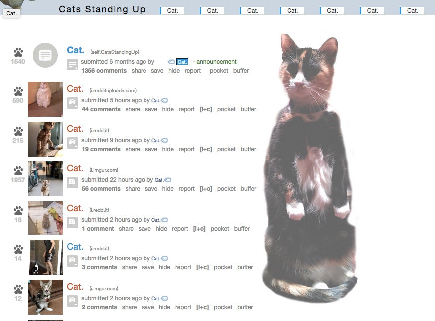 r/catsstandingup reddit