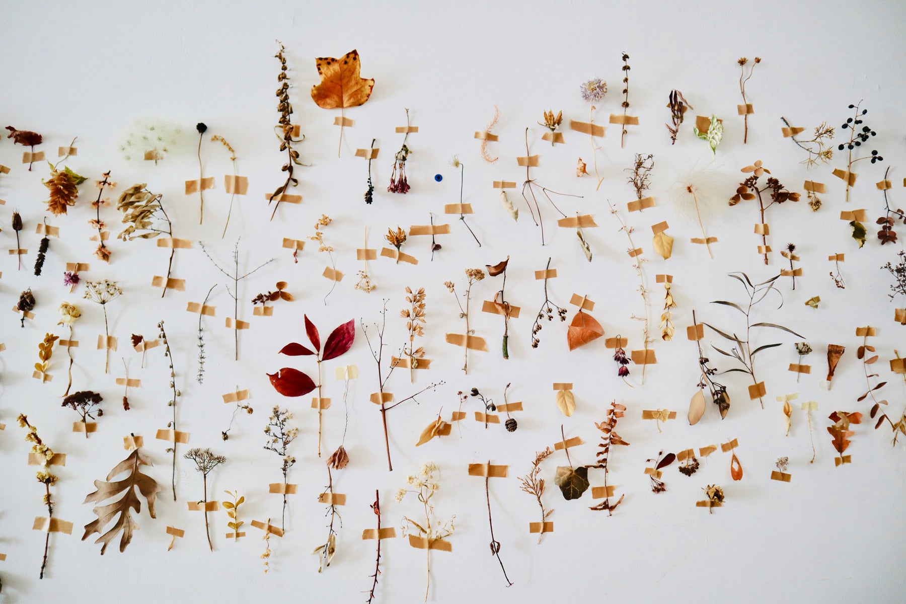 A collection of dried botanicals collected by Arounna and her daughter, Piper, are taped to the shop’s wall for display. 