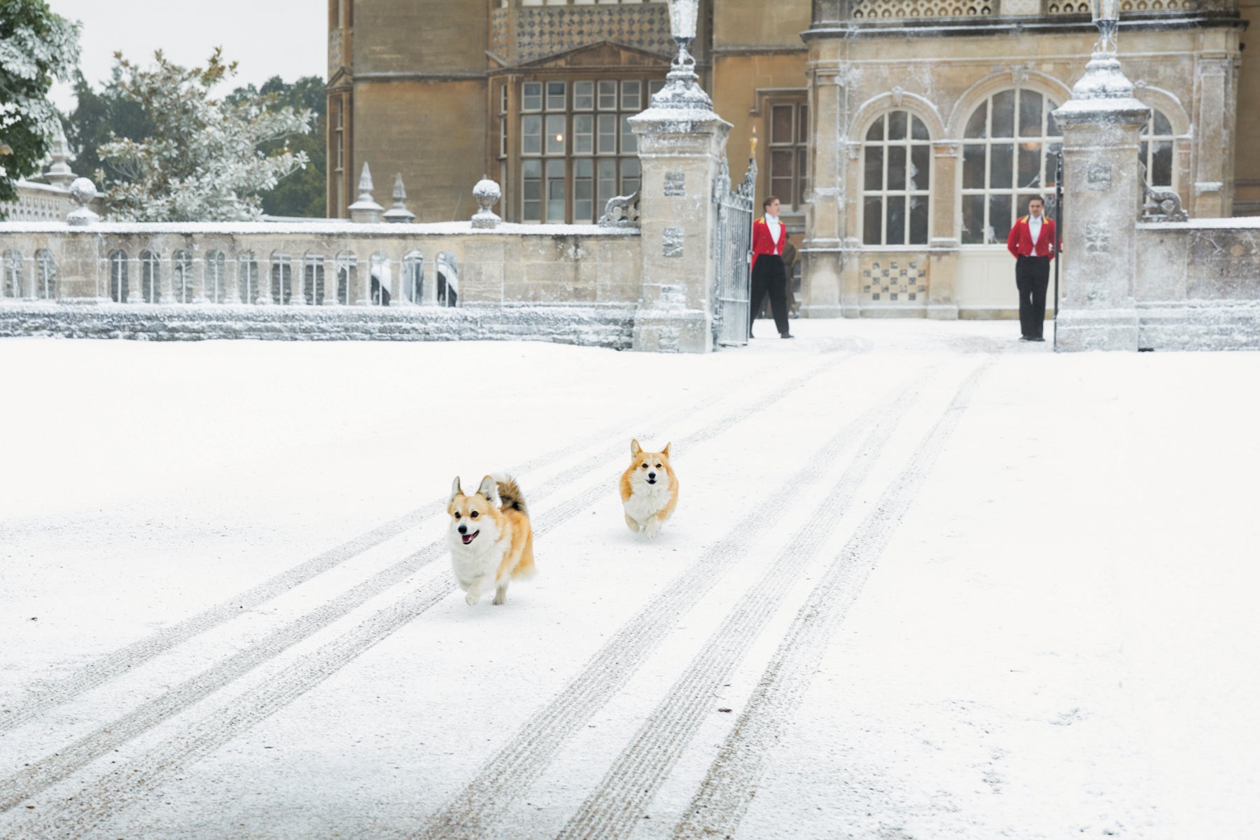 Corgis run up to greet the queen