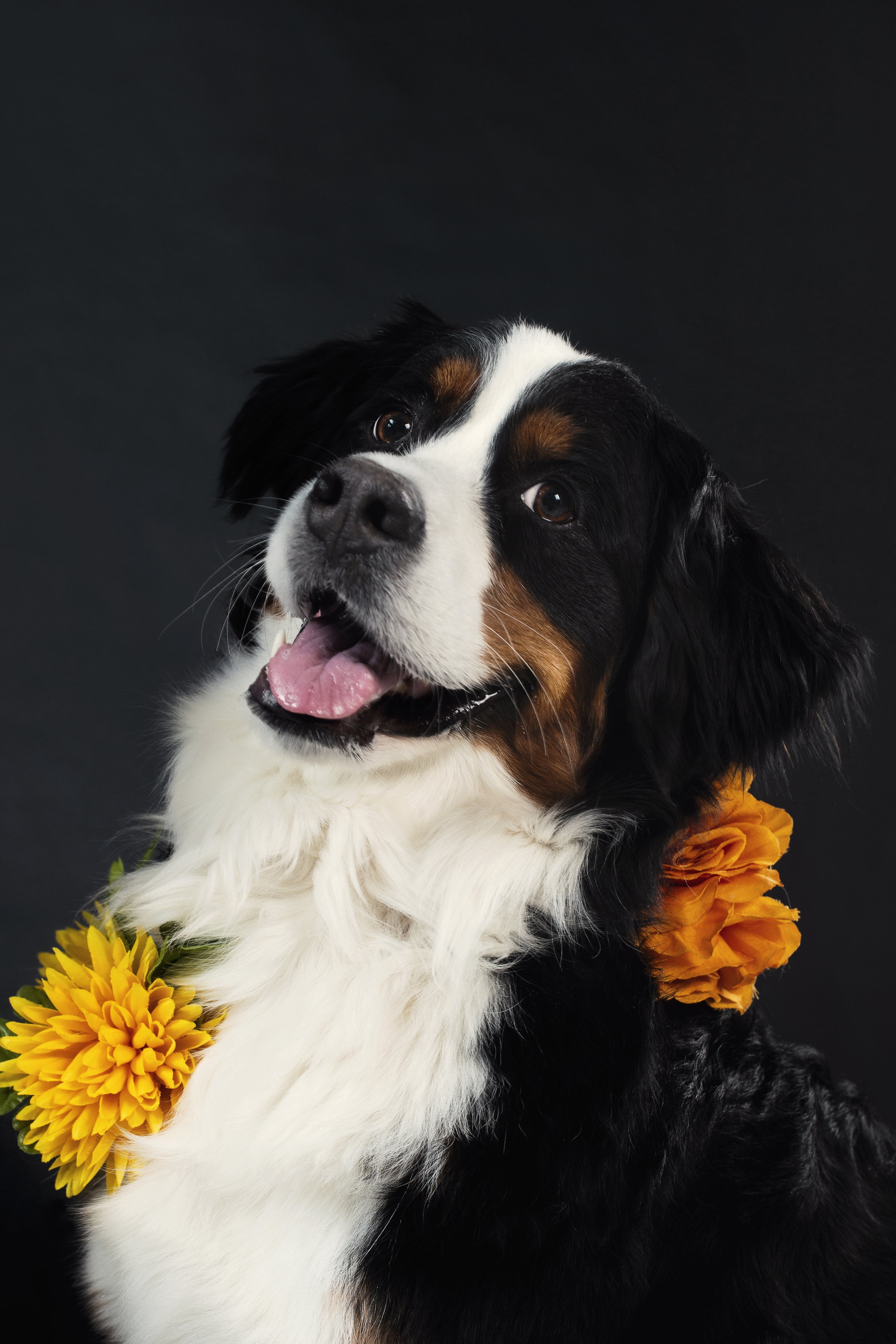 Cane felice con un fiore - Aprire un negozio per animali