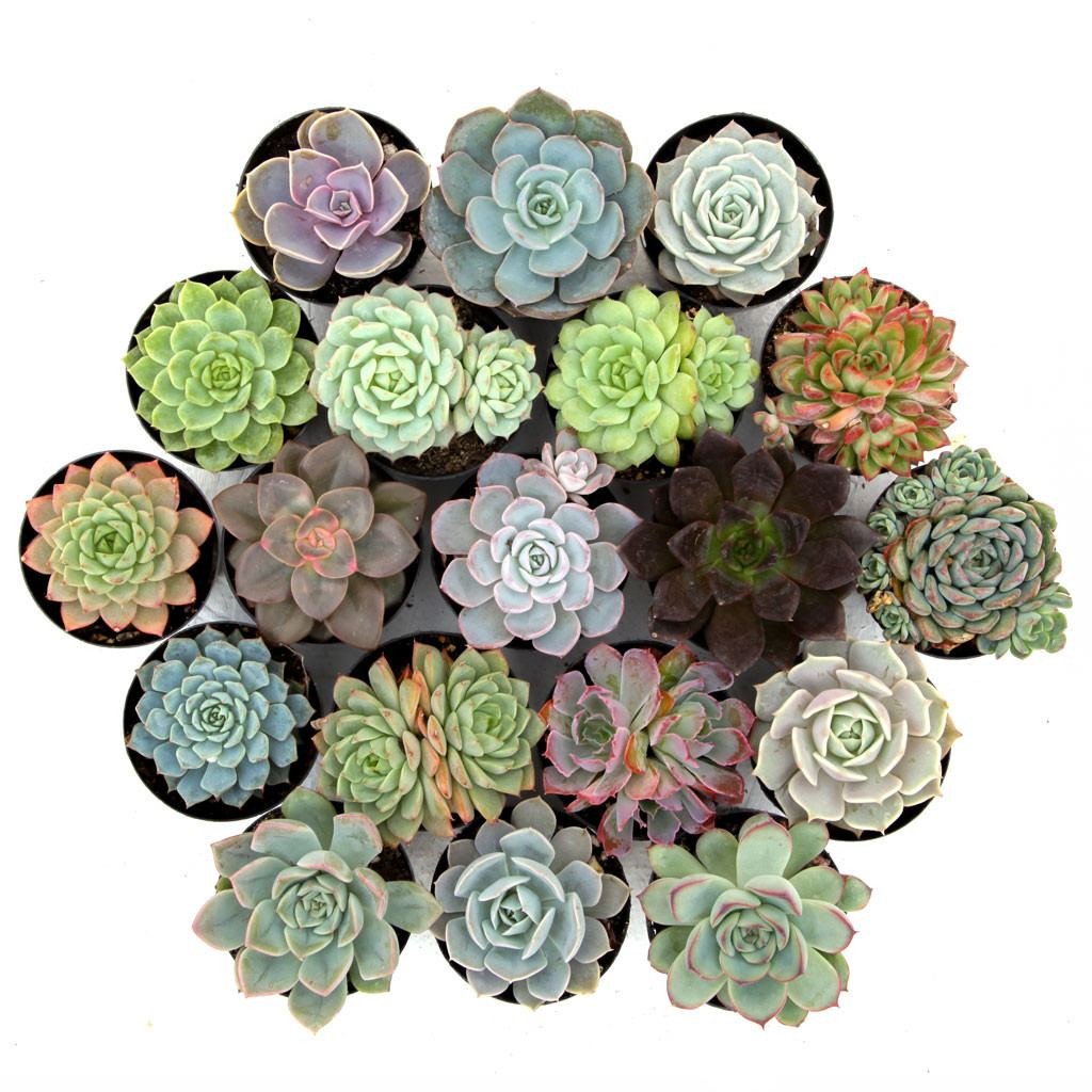 Group of succulents shot from above