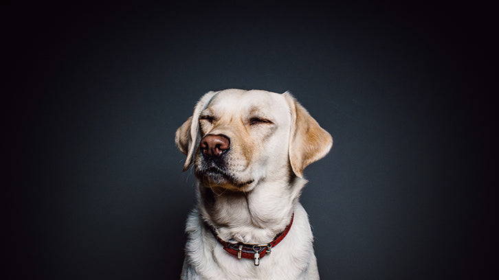 Solitudine dell’imprenditore Cane