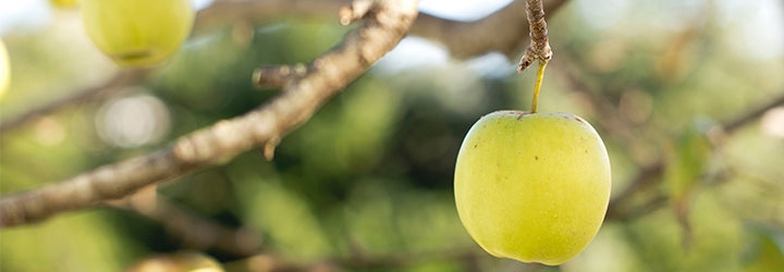 Come realizzare la prima vendita: raccogliere i frutti a portata di mano