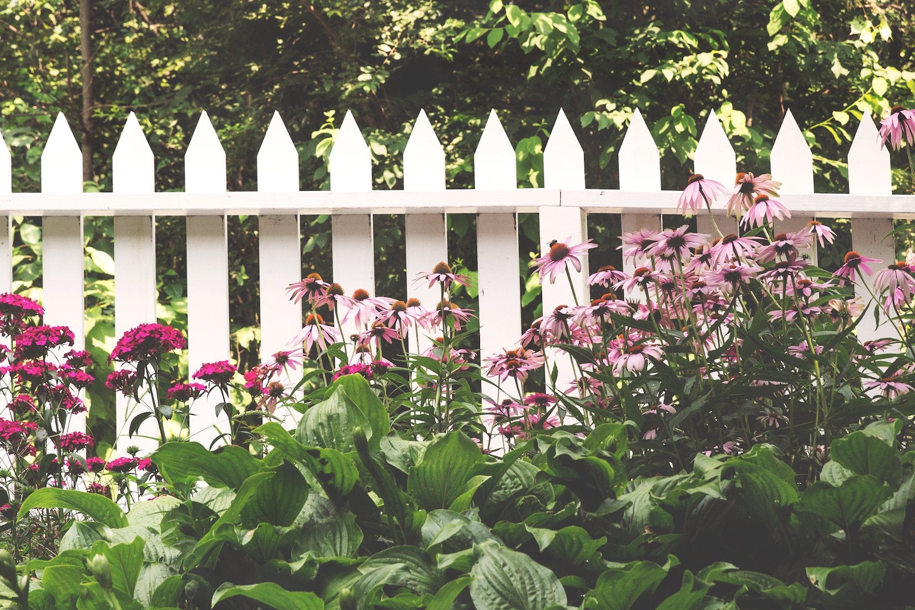 Picket fence with flowers