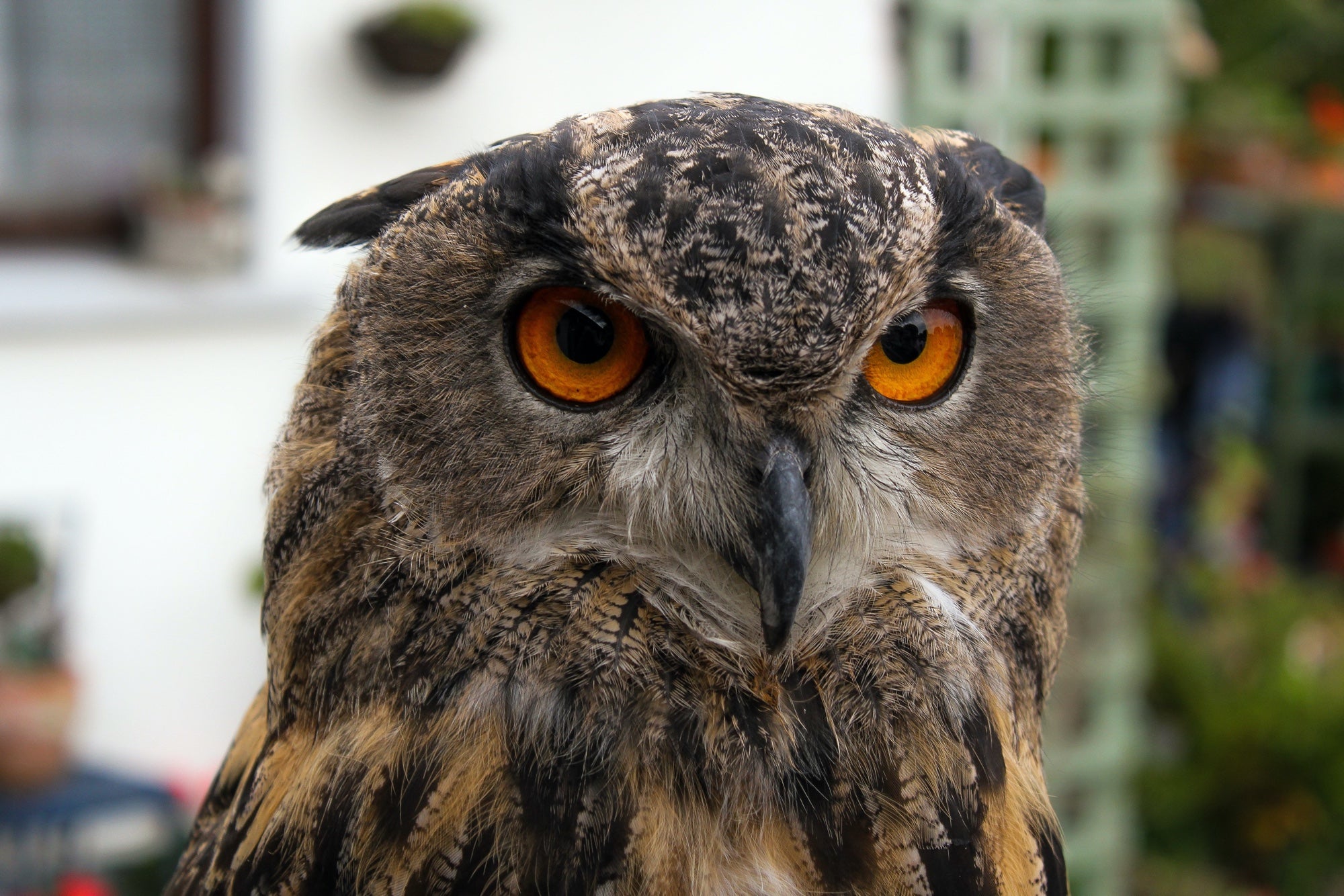 Close-up of an owl with brown feathers and red eyes