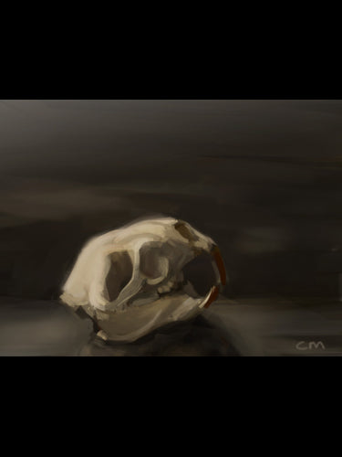  Badger skull 
