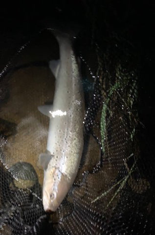 River Spey Sea Trout