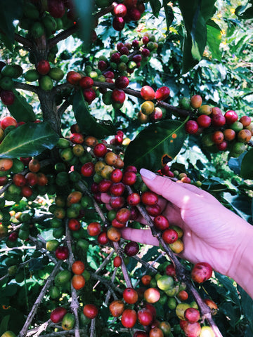 vietnamese coffee farm nguyen coffee supply single origin
