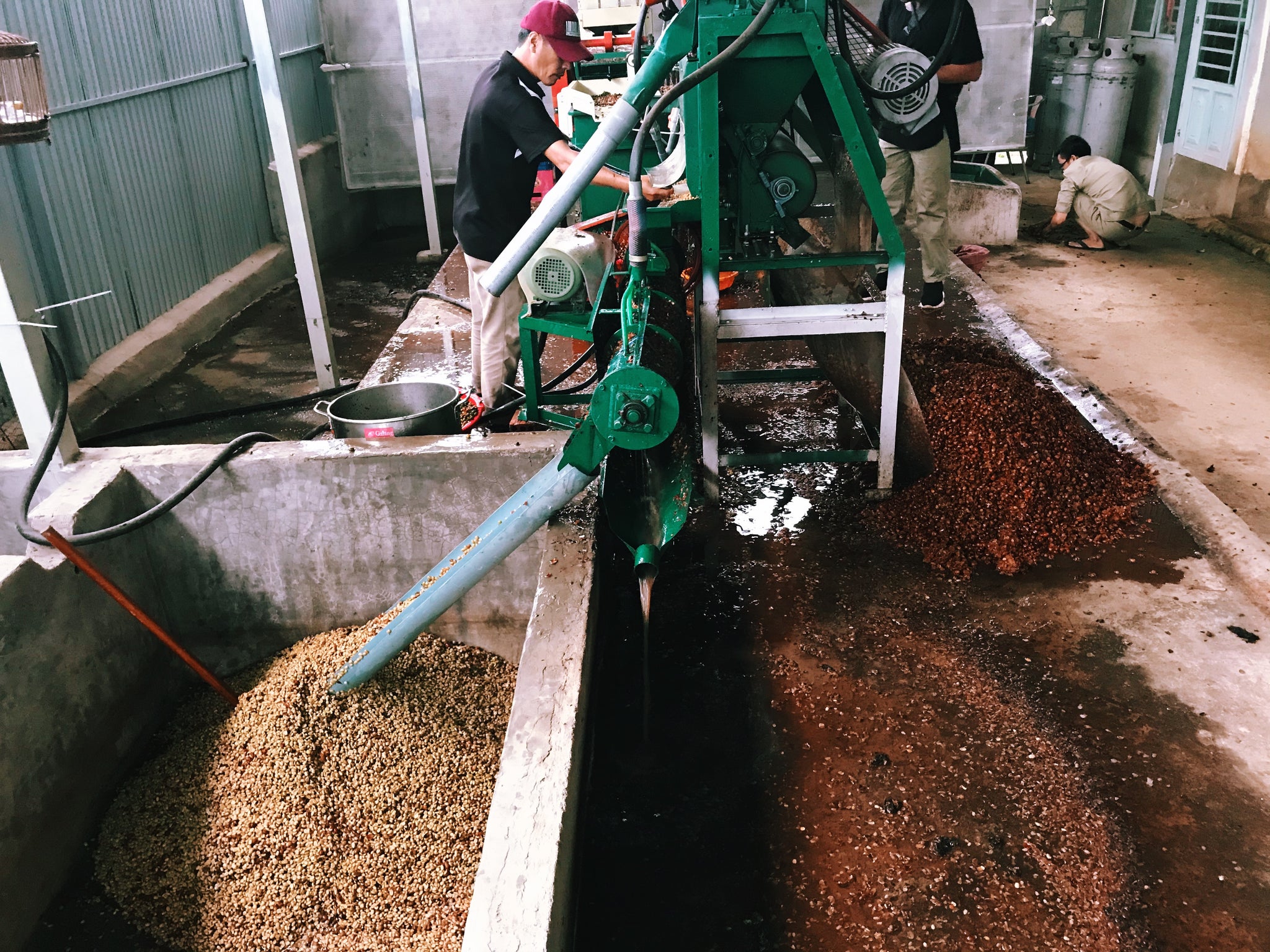 vietnamese coffee farm single origin nguyen coffee supply