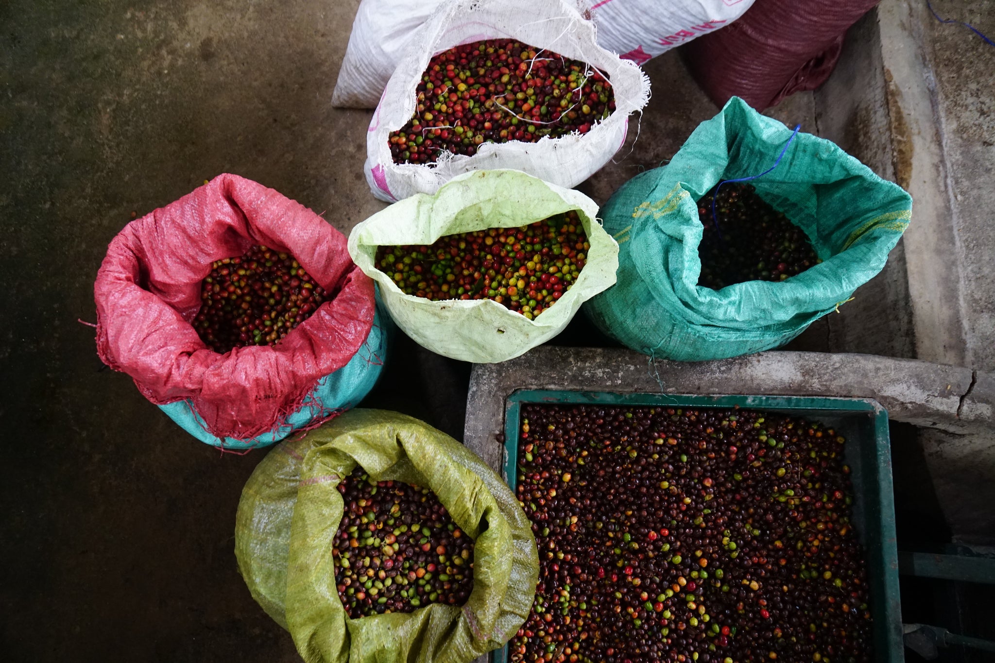 vietnamese coffee farm nguyen coffee supply single origin