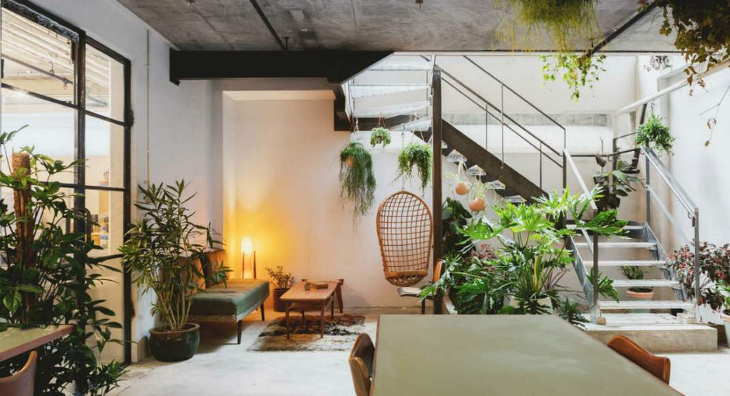 A Definitive Guide Of Houseplants