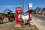 Defibrillator-new-forest