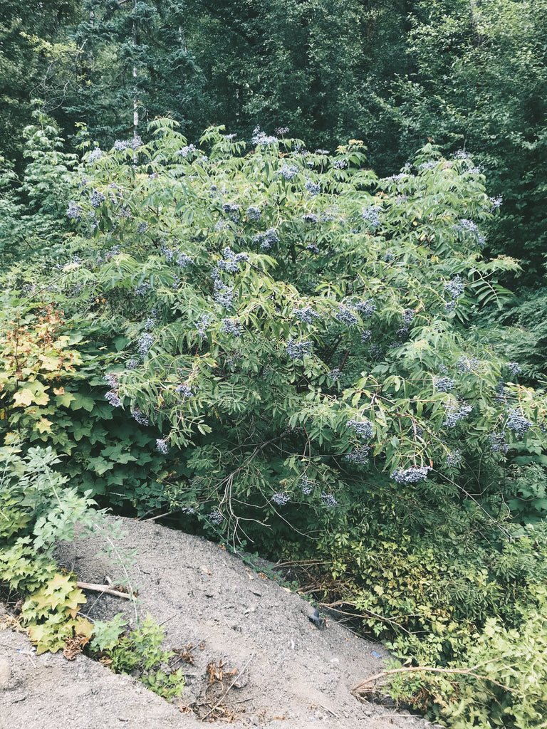 elderberry