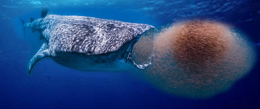 Whale Shark Eating Krill | Pure Life Science