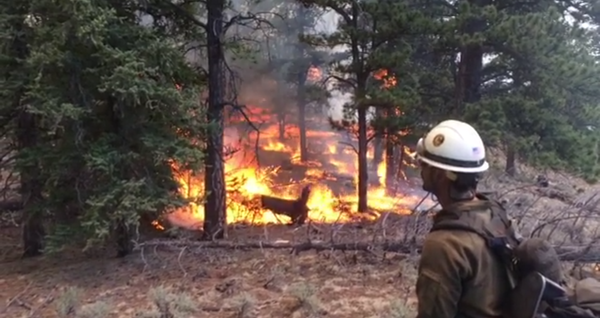 Firefighter in forest