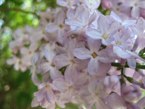 lilac bunch in a tree