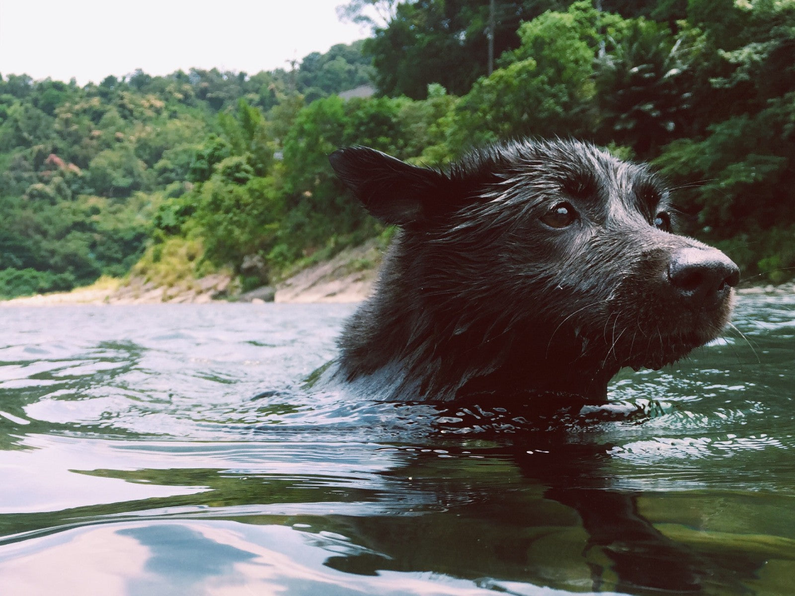 can all dogs instinctively swim