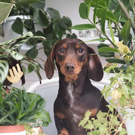 Another Studio | Playful products, plants and pups | At  –  CUEMARS