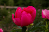 Peony Flame Brooks Gardens