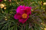 Fern leaf peony Little Red Gem