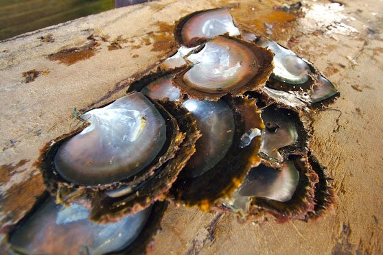 Tahitian black lip pearl oyster shells