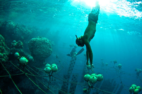 Tahitian pearl diver at Kamoka Farm - photo by Josh Humbert