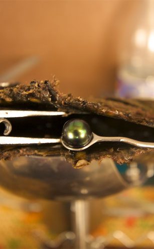 A beautiful green and yellow colored Tahitian pearl harvested from its shell